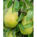 Саженец груши колоновидной "Г-3" (зимняя) Саженец груши колоновидной "Г-3" (зимняя)